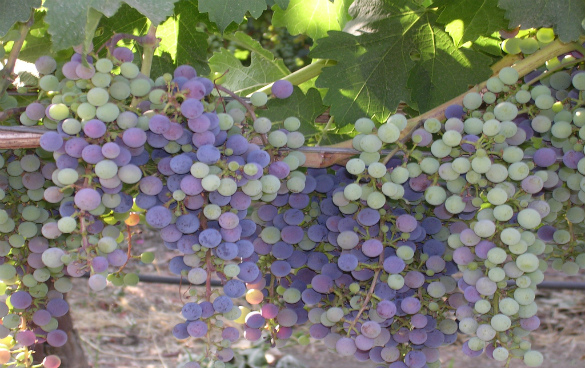 Seeking a Vineyard