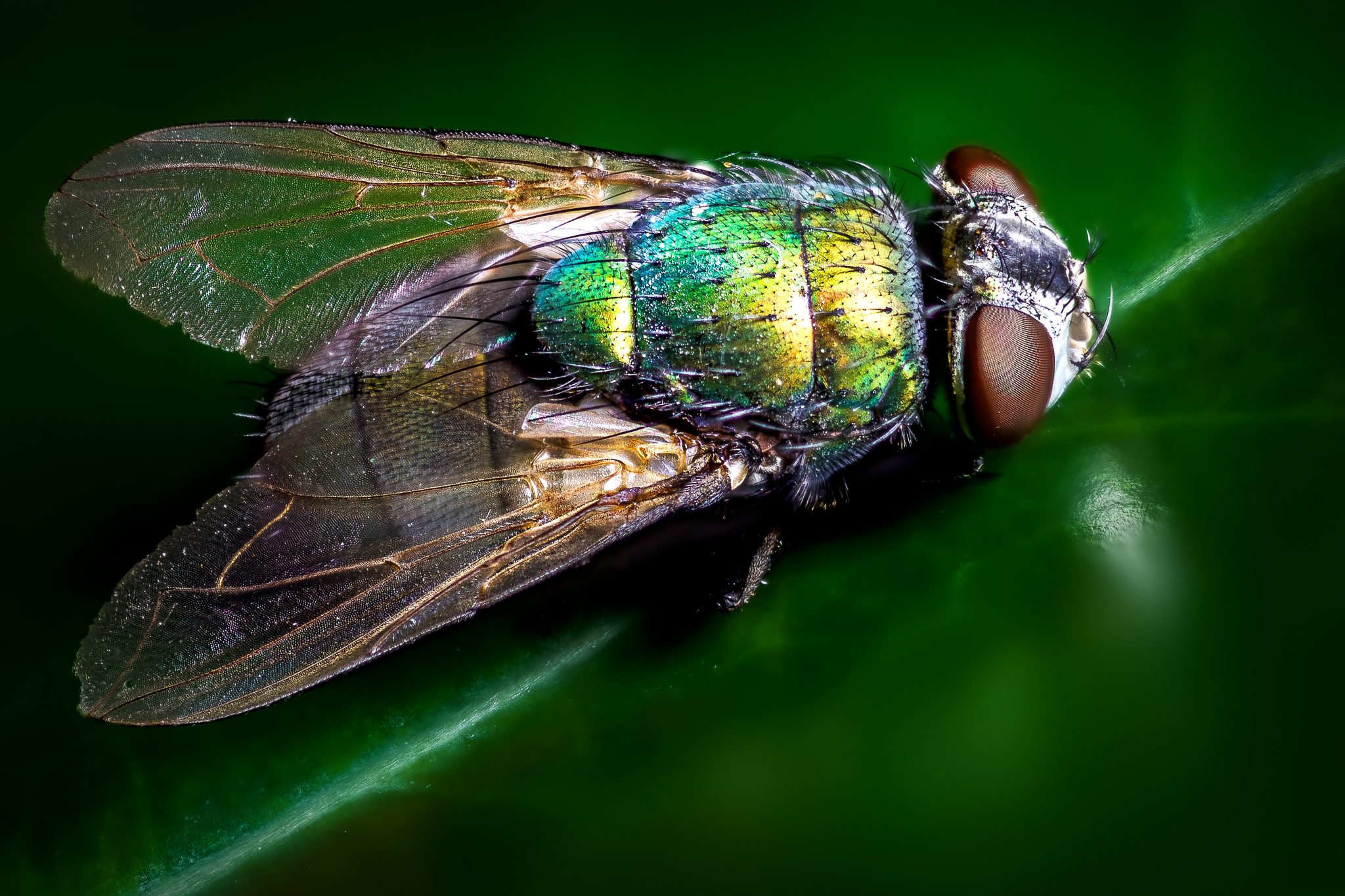 Mount Up with Wings As Horseflies?
